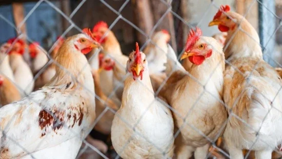 Chickens and roosters behind a metal net on a poultry farm close-up. Livestock and poultry in agriculture.