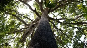Projeto de licenciamento ambiental é grande retrocesso, diz ministério