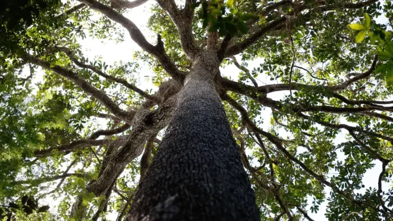 Projeto de licenciamento ambiental é grande retrocesso, diz ministério