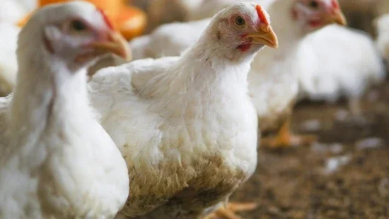 White chicken in a farm