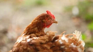 pecuaria_galinha_cage_free