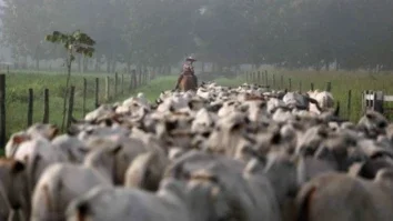 pecuariareuters