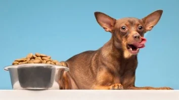 cachorro