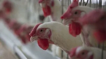 Aves de granja