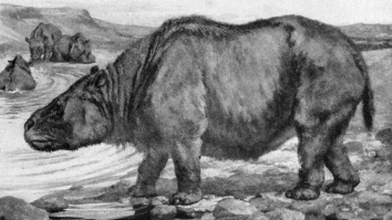 toxodon-foto