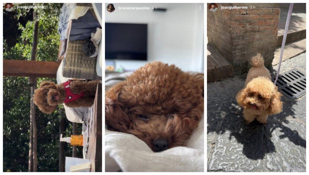 Marquezine e João Guilherme postam foto de cachorro e aumentam rumores de namoro 2 Postagens de João Guilherme e Bruna Marquezine nas redes sociais