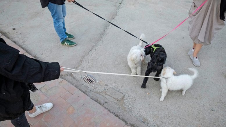 Cidades no Irã proíbem passeios com cães