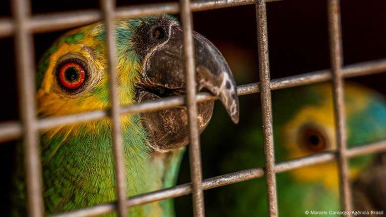 Como a internet conecta jovens ao tráfico de animais