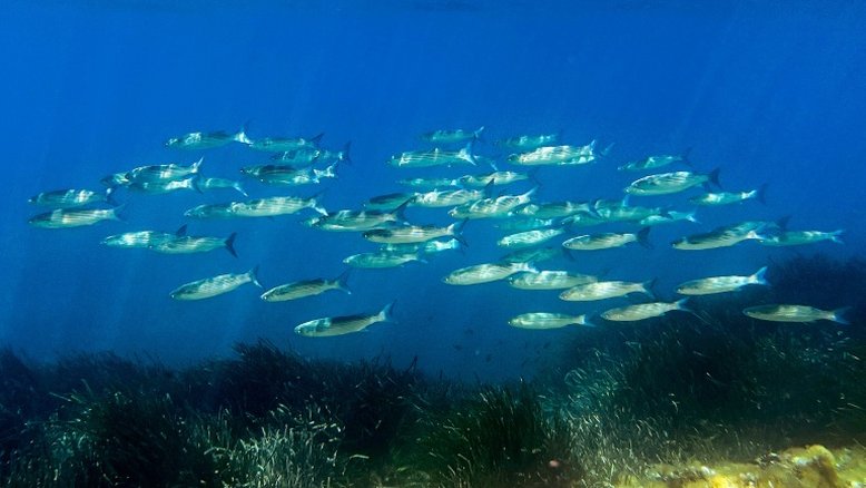 Áreas marinhas protegidas não estão livres da pesca predatória