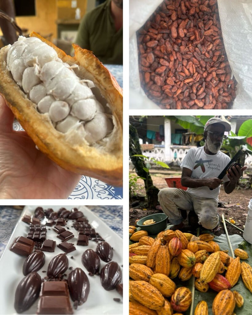 Cacau em Itacaré