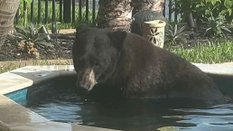 Urso-negro dentro de banheira de hidromassagem