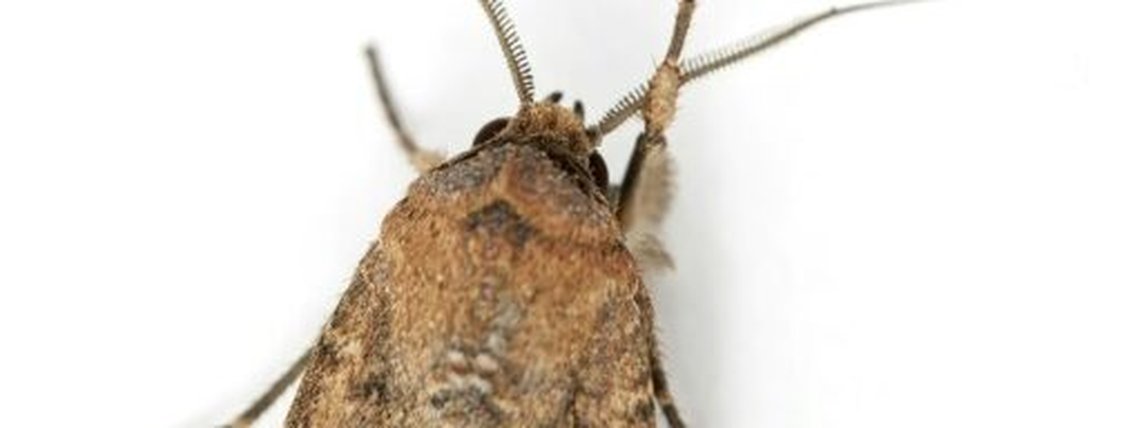 Mariposa australiana se orienta pela Via Láctea, segundo estudo