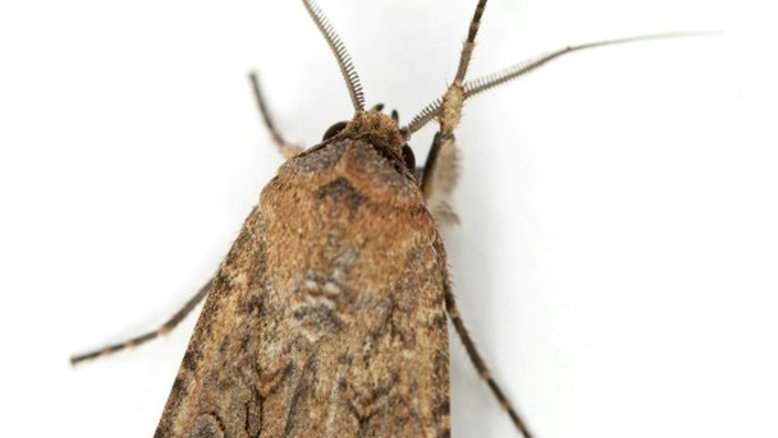 Mariposa australiana se orienta pela Via Láctea, segundo estudo