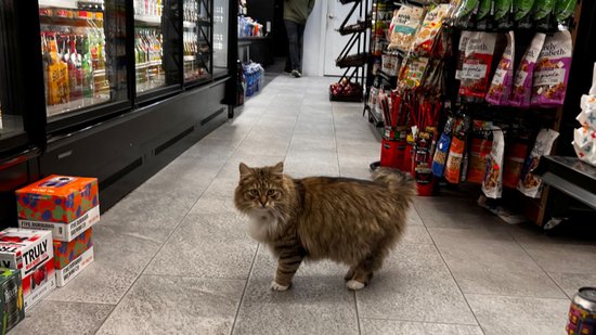 bodegacats-pumpkin