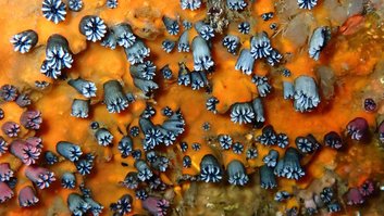 coral (1)