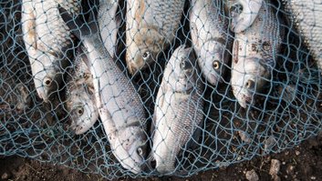 Fresh fish in a fishing nets.