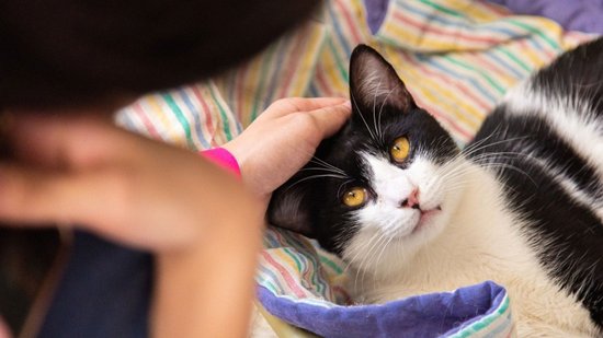 gato