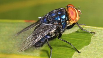 mosca-bicheira-do-novo-mundo
