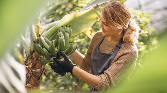 mulher-cuida-de-cacho-de-banana-no-pe