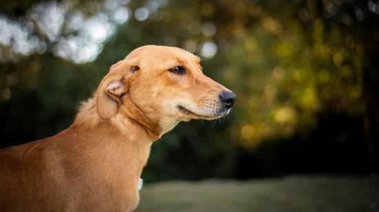 pedigree-caramelo-1