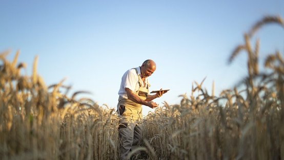 Portrait of senior farmer agronomist in wheat field checking crops before harvest and holding tablet computer.