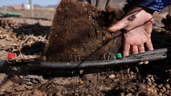 Tapetes de cabelos reduzem impactos da seca em plantações no Chile