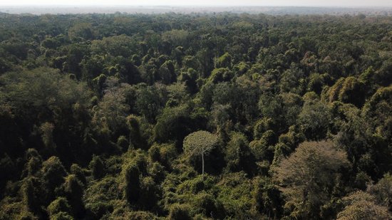 Fronteira entre a Amazônia e o Cerrado em Nova Xavantina (MT)
