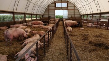 Fazenda de porcos em Maryland, nos EUA