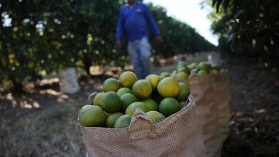 Colheita de laranja em Minas Gerais