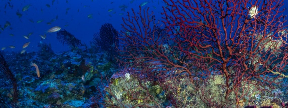 Grécia criará duas novas reservas para proteger a fauna submarina