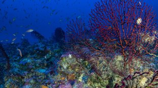 Grécia criará duas novas reservas para proteger a fauna submarina