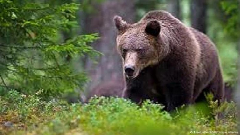 Ursa que matou italiano é transferida para a Alemanha