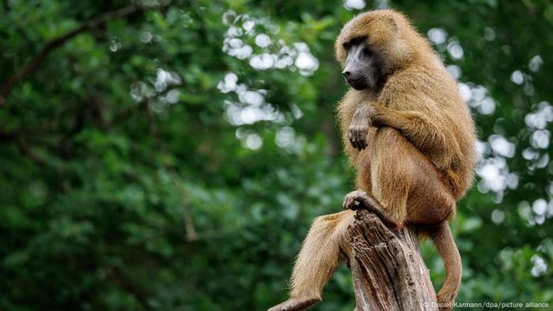 Zoológico alemão é alvo de protestos após abater 12 babuínos saudáveis
