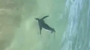Pinguim é filmado nadando na praia do Arpoador, no RJ; assista