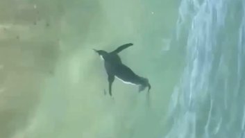 Pinguim é filmado nadando na praia do Arpoador, no RJ; assista