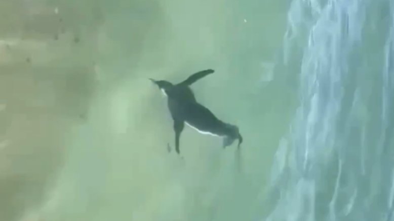Pinguim é filmado nadando na praia do Arpoador, no RJ; assista