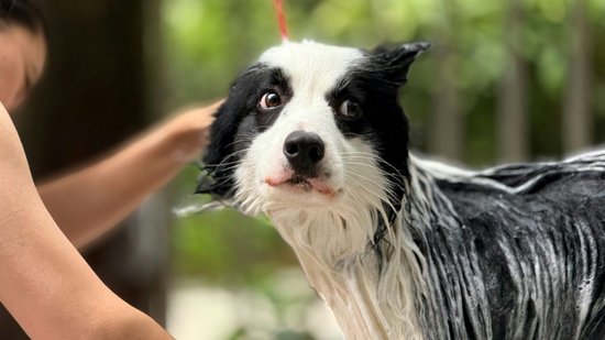 cachorro