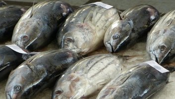 pescado