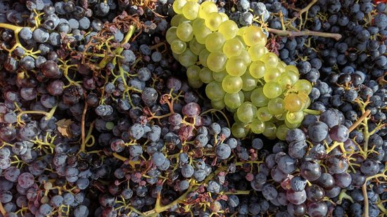 sumico-das-uvas