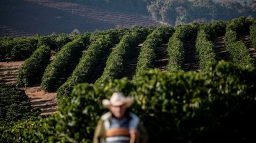Lavouras de café em Minas Gerais