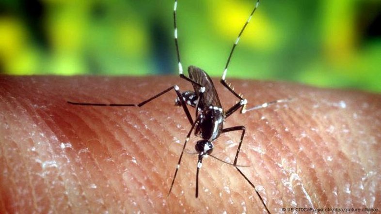 Doenças transmitidas por mosquitos batem recorde na Europa