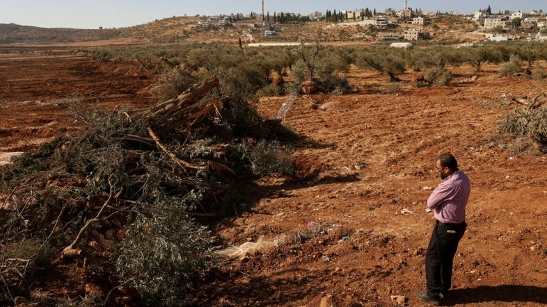 Escavadeiras arrancam centenas de árvores de palestinos na Cisjordânia