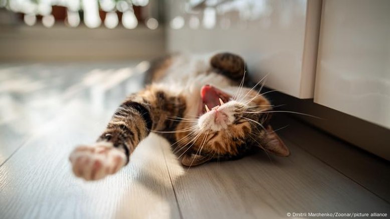 Do Antigo Egito ao Instagram: como os gatos conquistaram o mundo