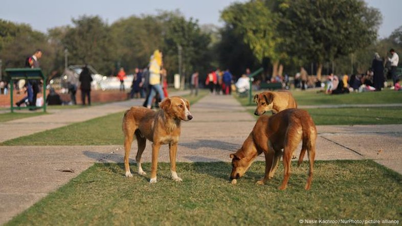 Tribunal indiano ordena remoção de 5 mil cães de rua em Nova Délhi