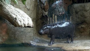 Toni, a hipopótamo pigmeu de Berlim, vai para a França