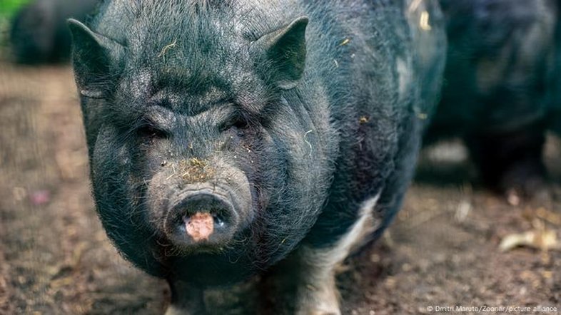 Javaporcos com carne azul neon alarmam a Califórnia