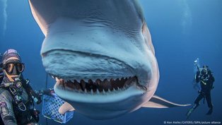 Acidificação dos oceanos está fragilizando dentes dos tubarões