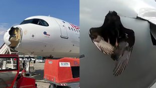 Impacto com ave de grande porte causou danos em bico de avião - Foto: reprodução/redes sociais