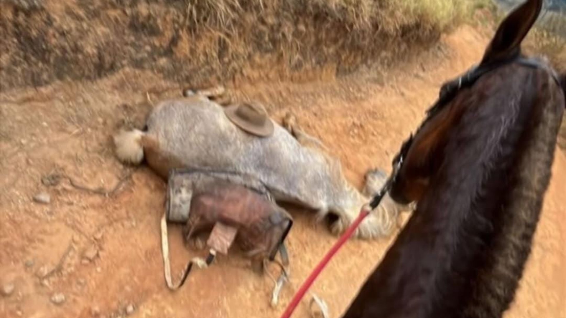 Jovem confessa ter mutilado patas de cavalo em Bananal: 'Não sou um monstro' 2 Jovem confessa ter mutilado patas de cavalo em Bananal: 'Não sou um monstro'