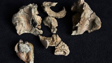 AUSTRALIA-SCIENCE-WHALE
